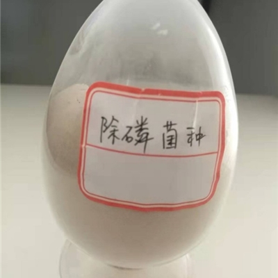 除磷菌种