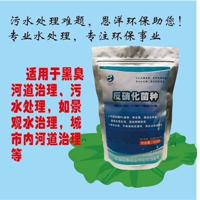 反硝化菌种