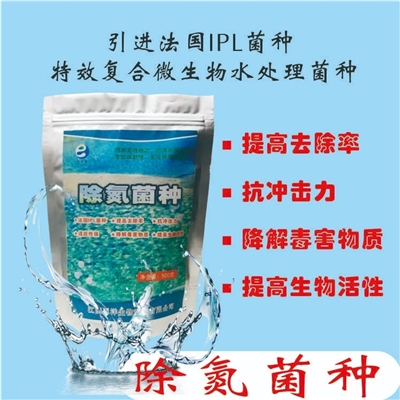除氮菌种
