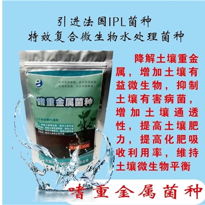 嗜重金属菌种